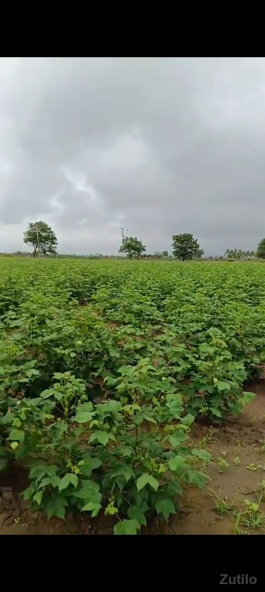 ખેતીની જમીન વેચવાની છે - Land & Plots - Jamjodhpur - Image 2