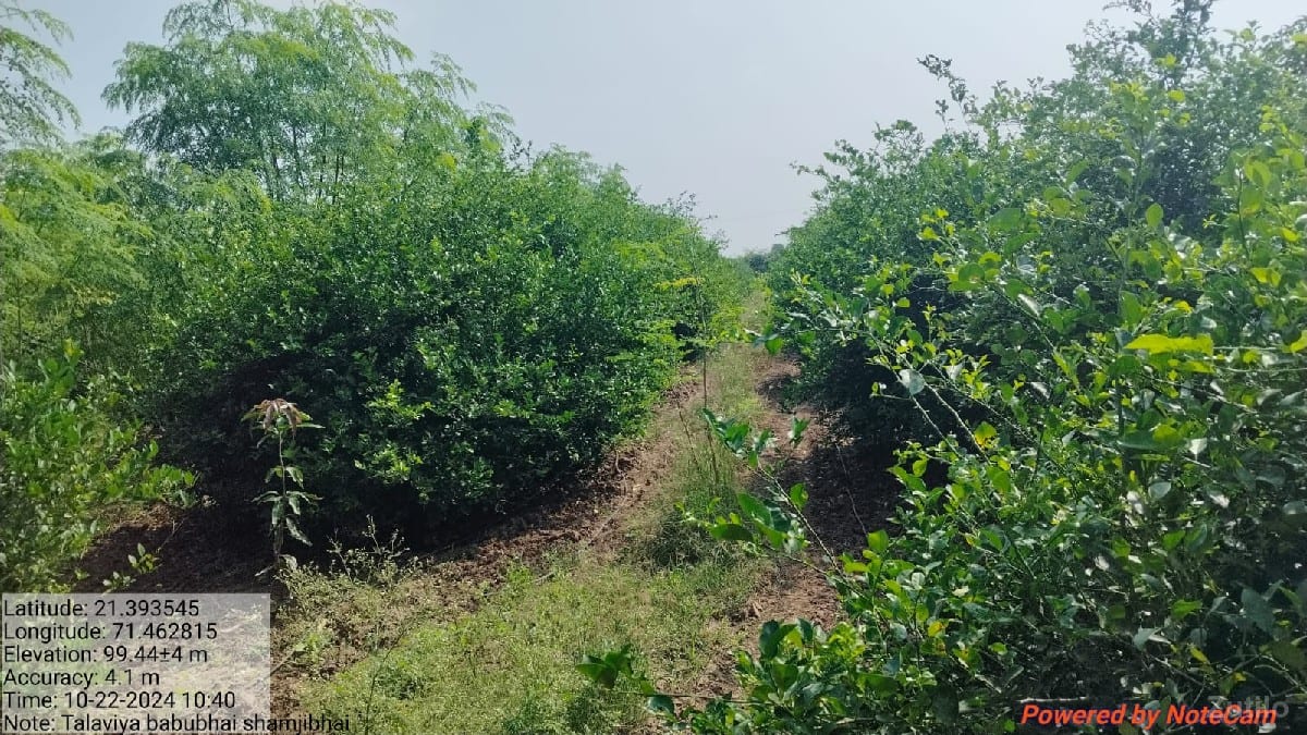 જમીન લે વેચ માટે સંપર્ક કરો* - જમીન અને પ્લોટ - જામજોધપુર - Image 3