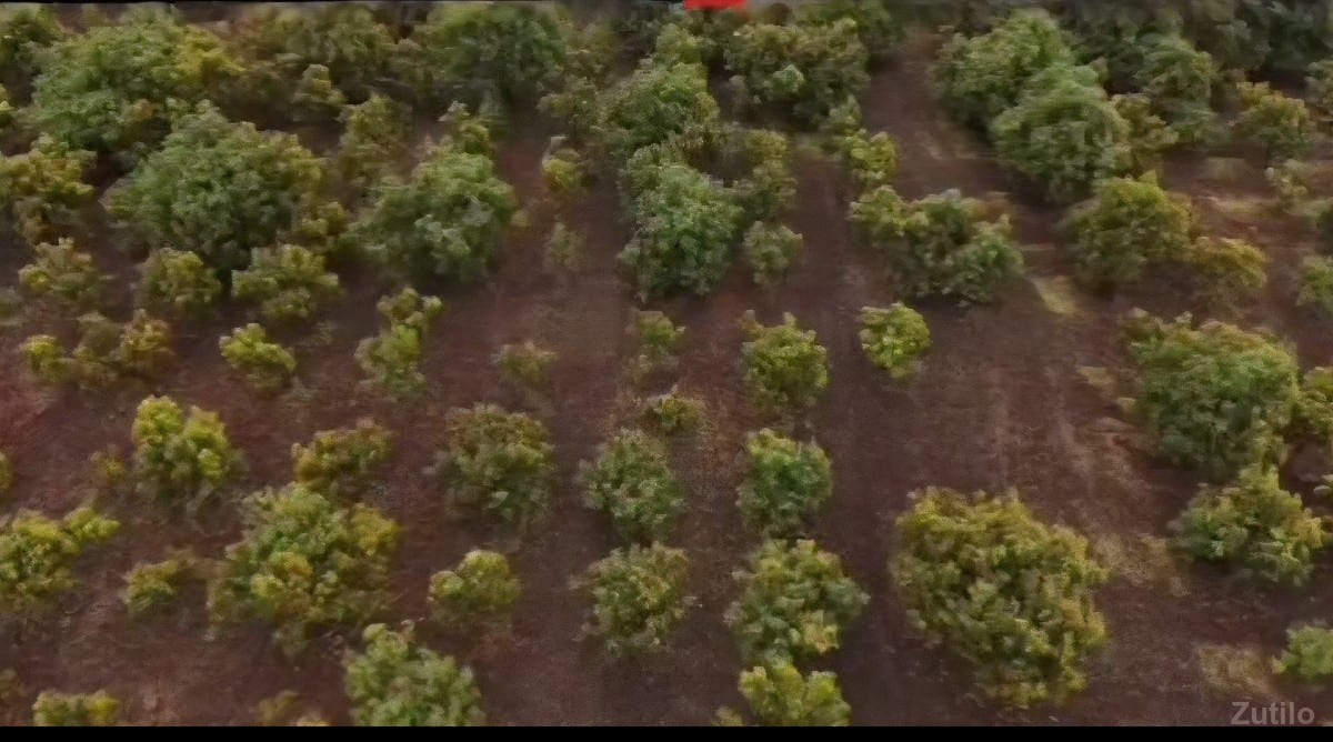 🔴 તાલાલા જમીન વેચવાની છે. - Land & Plots - Somnath - Image 3