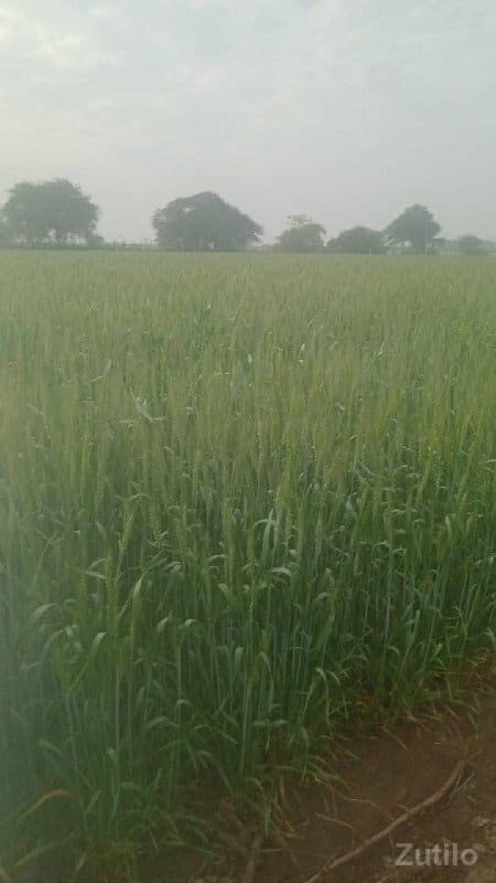 ખેતિનિ જમિન વેચવાનિ છે.