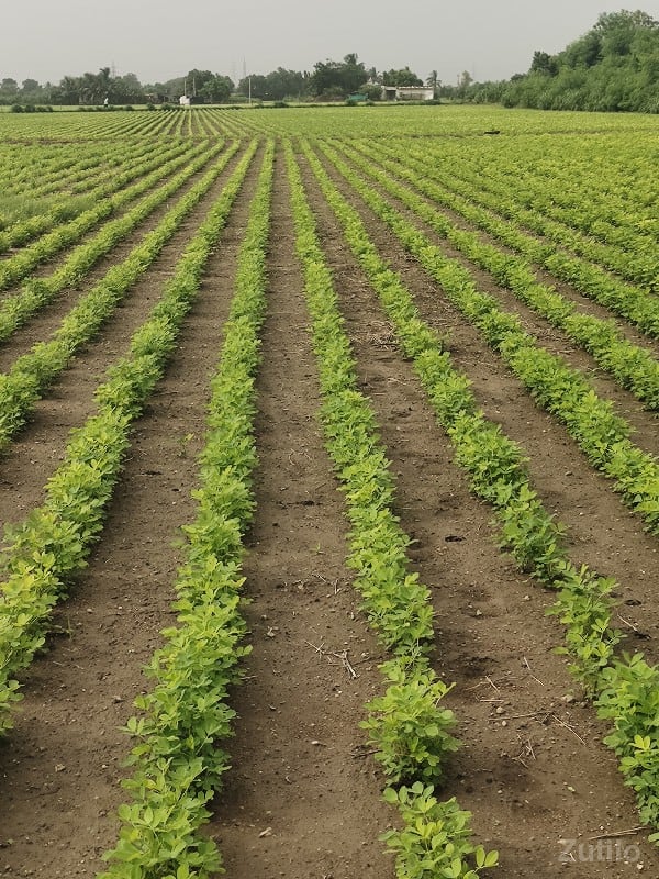 જમીન વેચવાની છે - Land & Plots - Keshod - Image 2