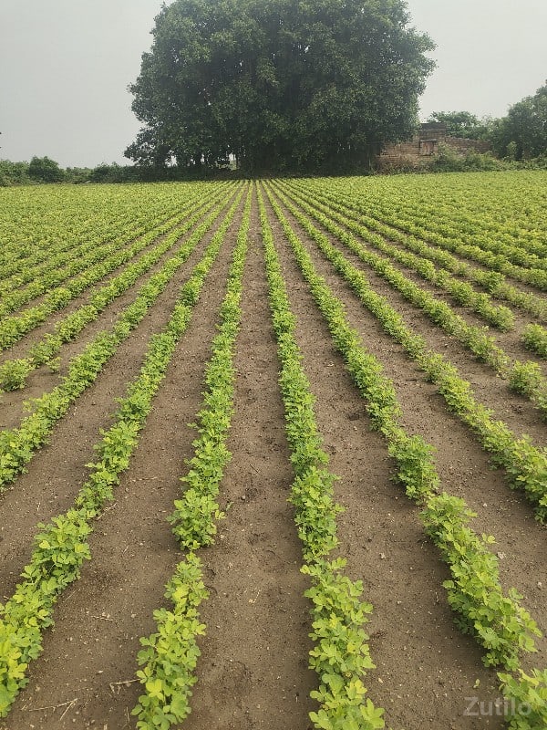 જમીન વેચવાની છે - Land & Plots - Keshod - Image 3