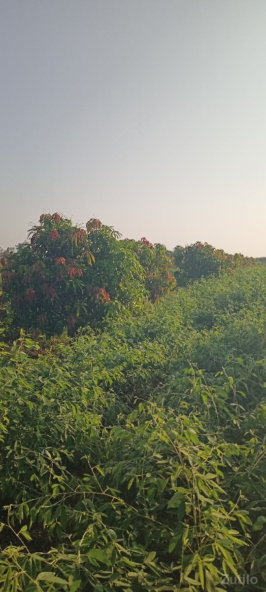 jameen vechavani che - Land & Plots - Somnath - Image 3