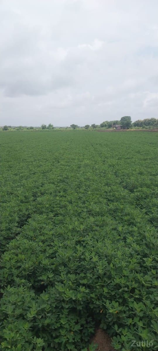 ખેતીની જમીન વેચવાની છે - જમીન અને પ્લોટ - ઊના - Image 3
