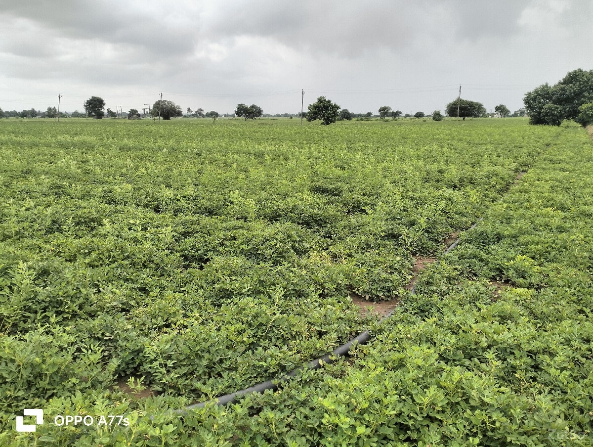 જતીન ભાઇ જમીન વેચવાની છે - Land & Plots - Keshod - Image 2