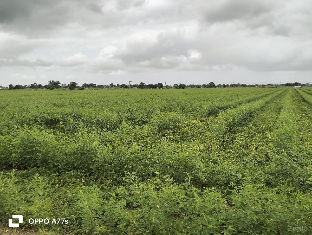 જતીન ભાઇ જમીન વેચવાની છે - Land & Plots - Keshod - Image 3
