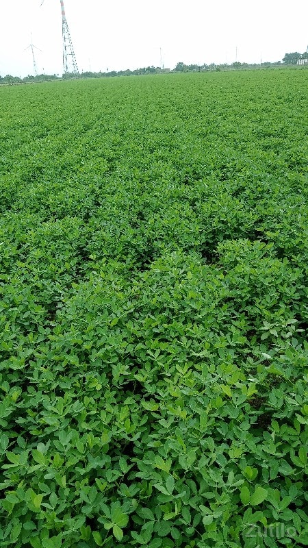 કુછડી રૉડ ટશ જમીન વૅશવાની શૅ 26વીધા - Land & Plots - Vadodara City - Image 2