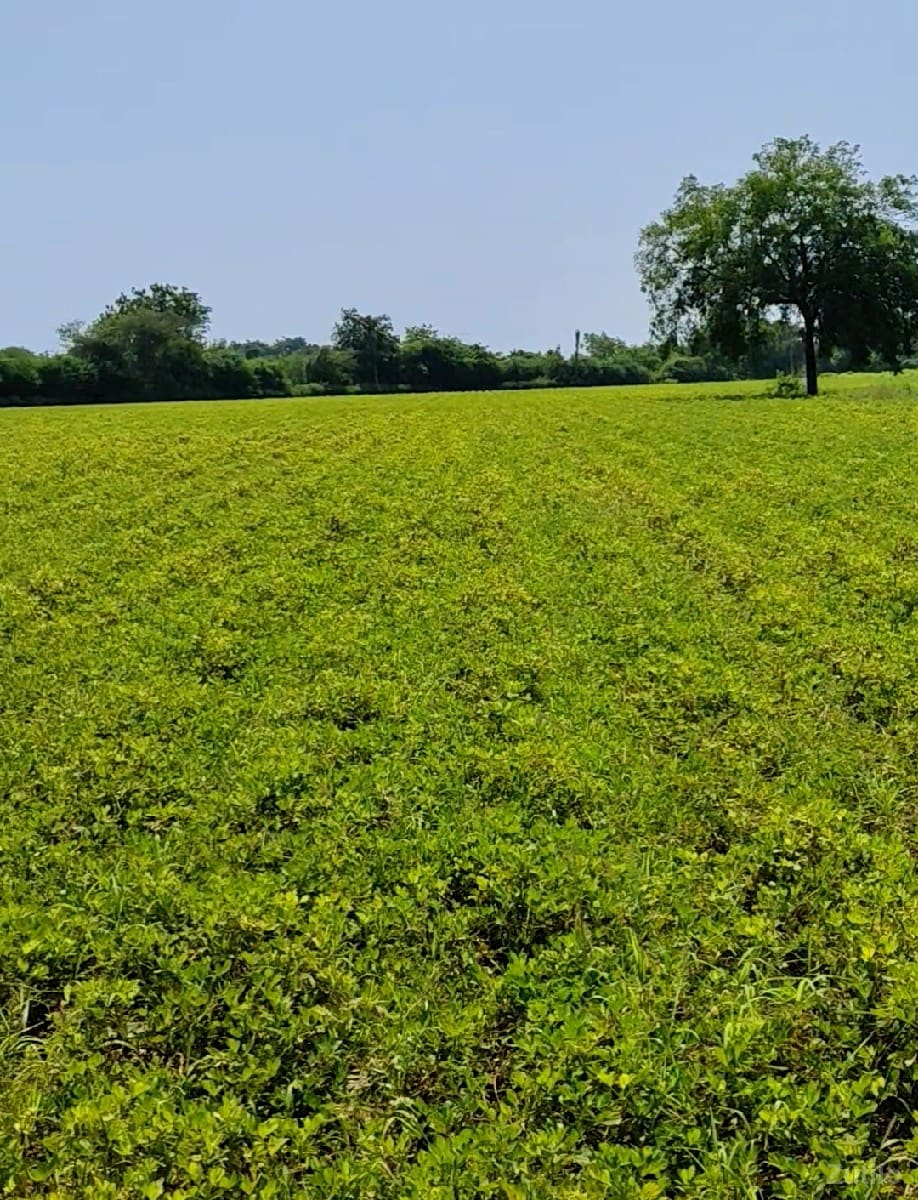 ખેતી ની જમીન વેચવાની છે