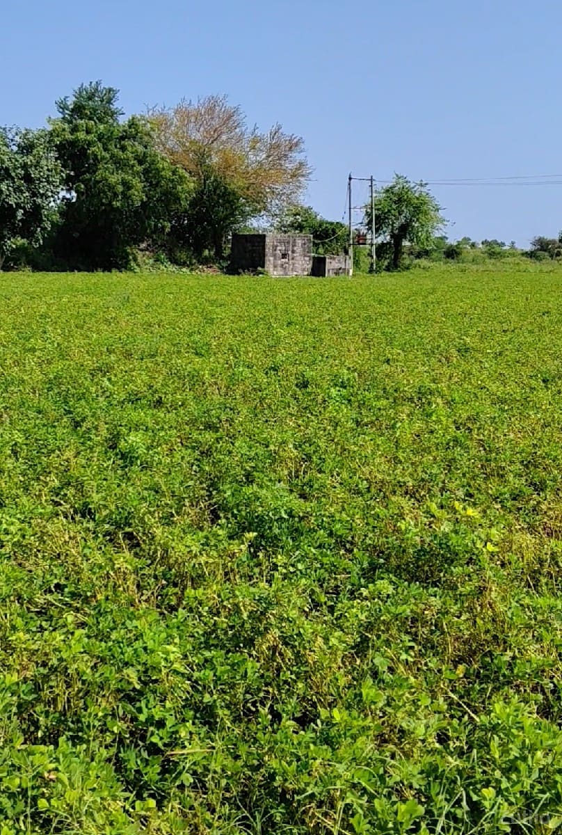 ખેતી ની જમીન વેચવાની છે - Land & Plots - Bhanvad - Image 2