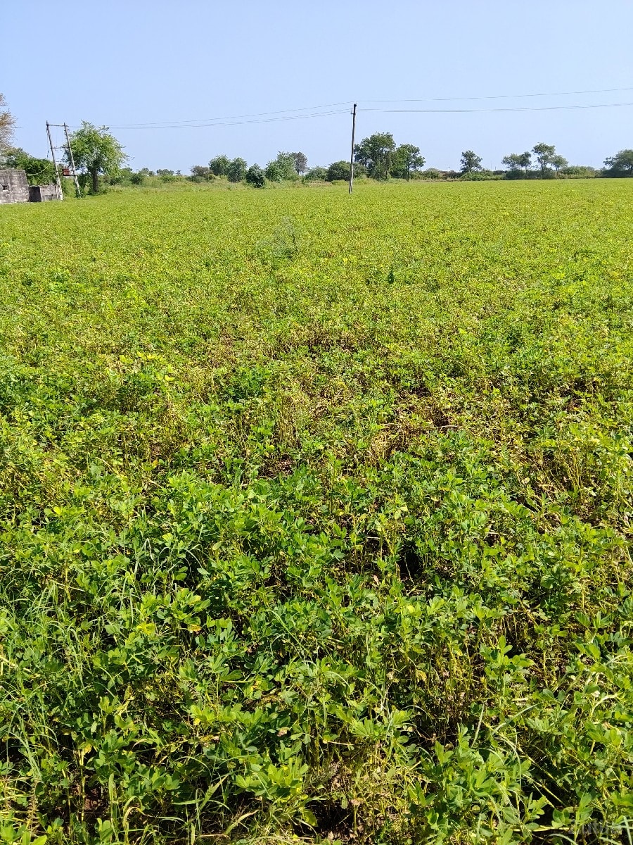 ખેતી ની જમીન વેચવાની છે - Land & Plots - Bhanvad - Image 3