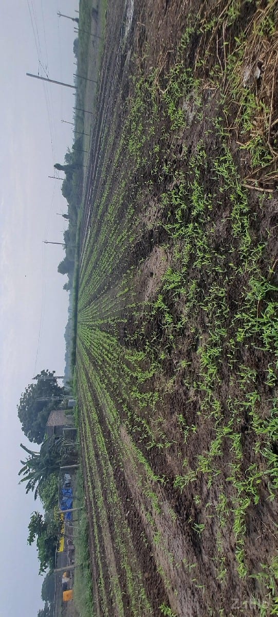Jamin bhade aapvani che vadi - Land & Plots - Jamnagar City - Image 2
