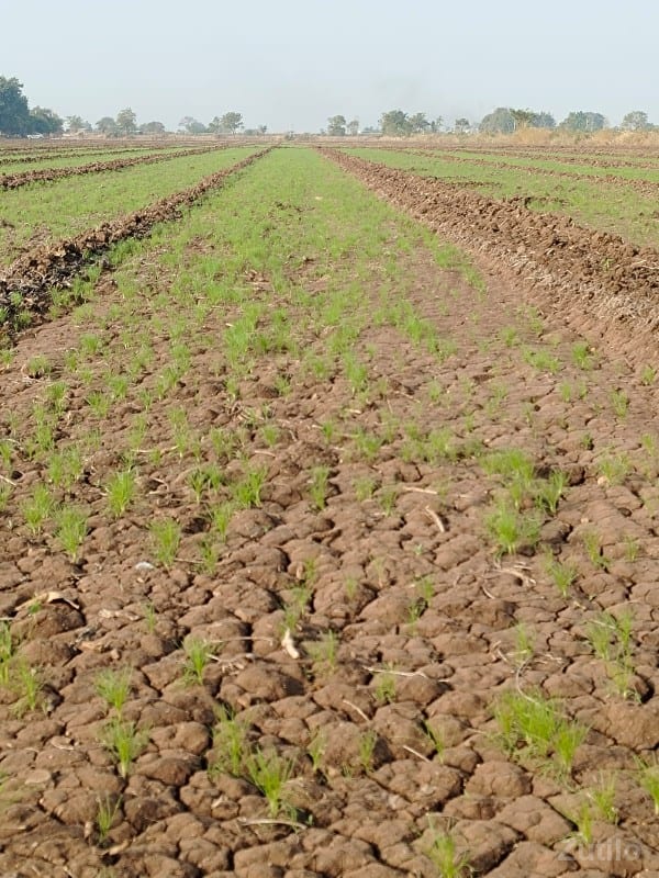 17 વીઘા 10 ગુઠાં જમીન વેચવાની - Land & Plots - Jamnagar City - Image 2