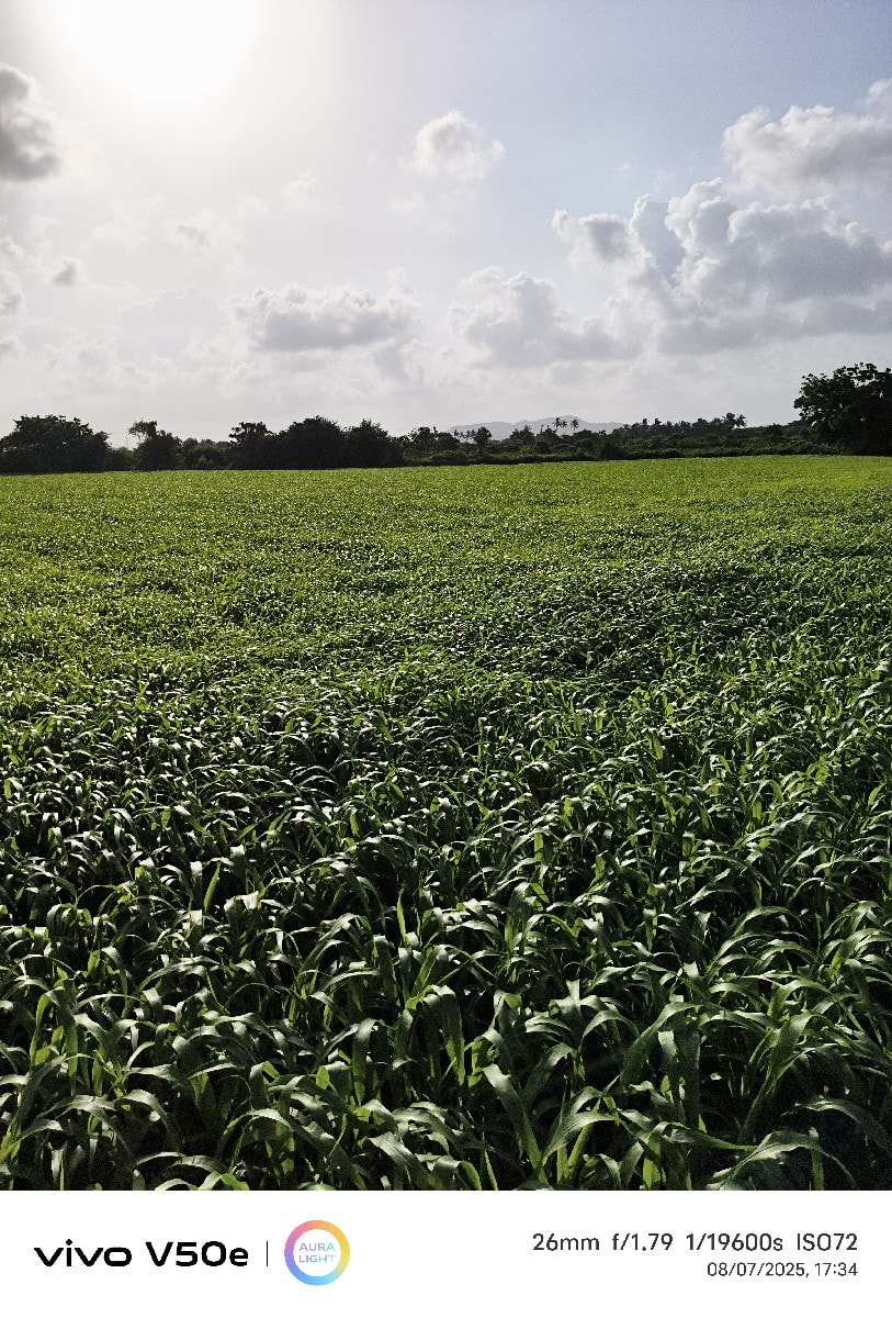 khetar vechvanu che - Land & Plots - Ranavav - Image 3
