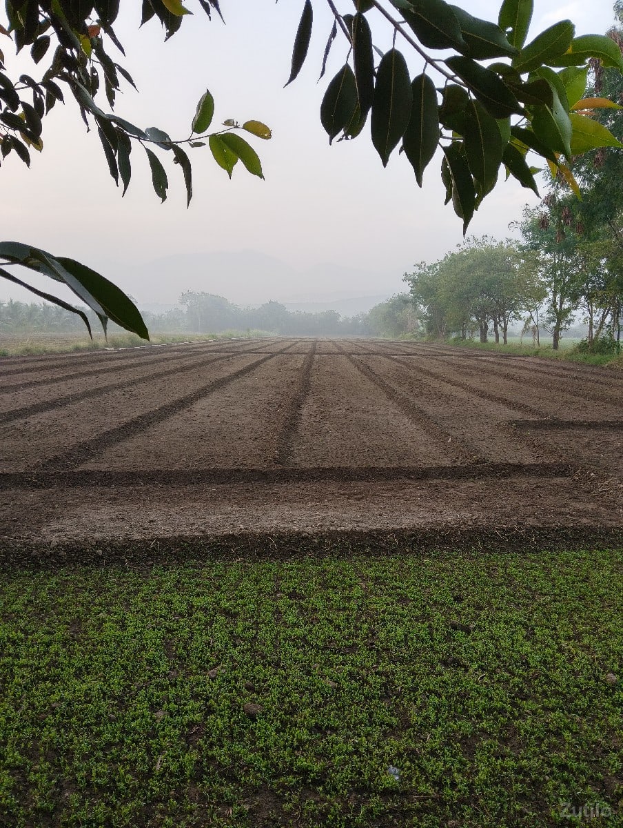 jamin vechva ni che 5 vigha - Land & Plots - Bhanvad - Image 2