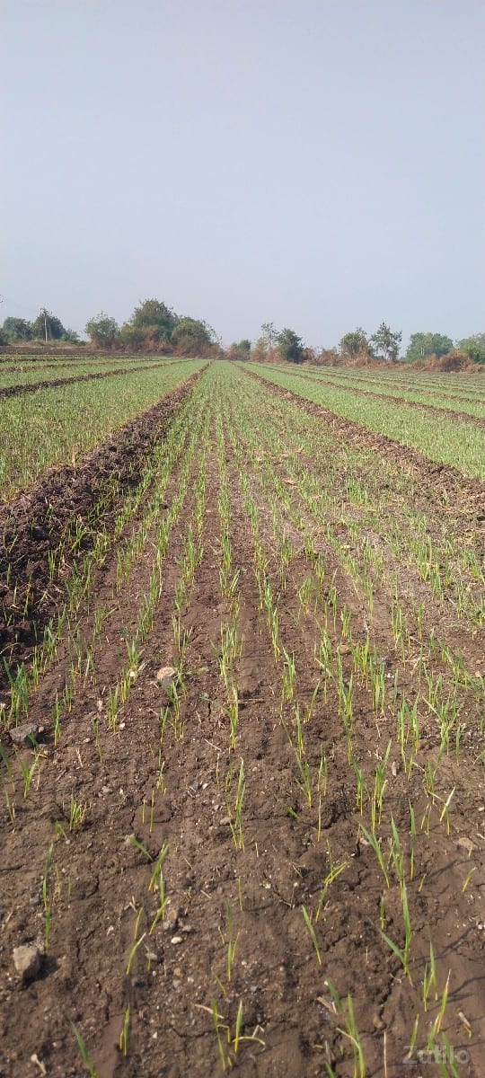 30 વિઘા જમીન વેચવાની છે - Land & Plots - Upleta - Image 3