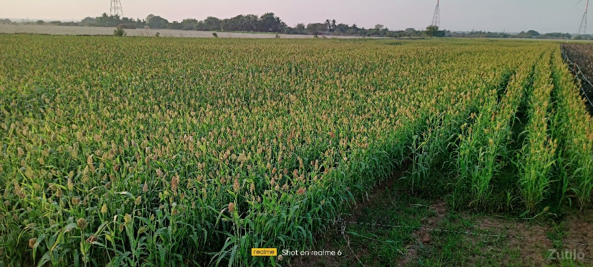જમીન વેચવાની છે - Land & Plots - Bhanvad - Image 3