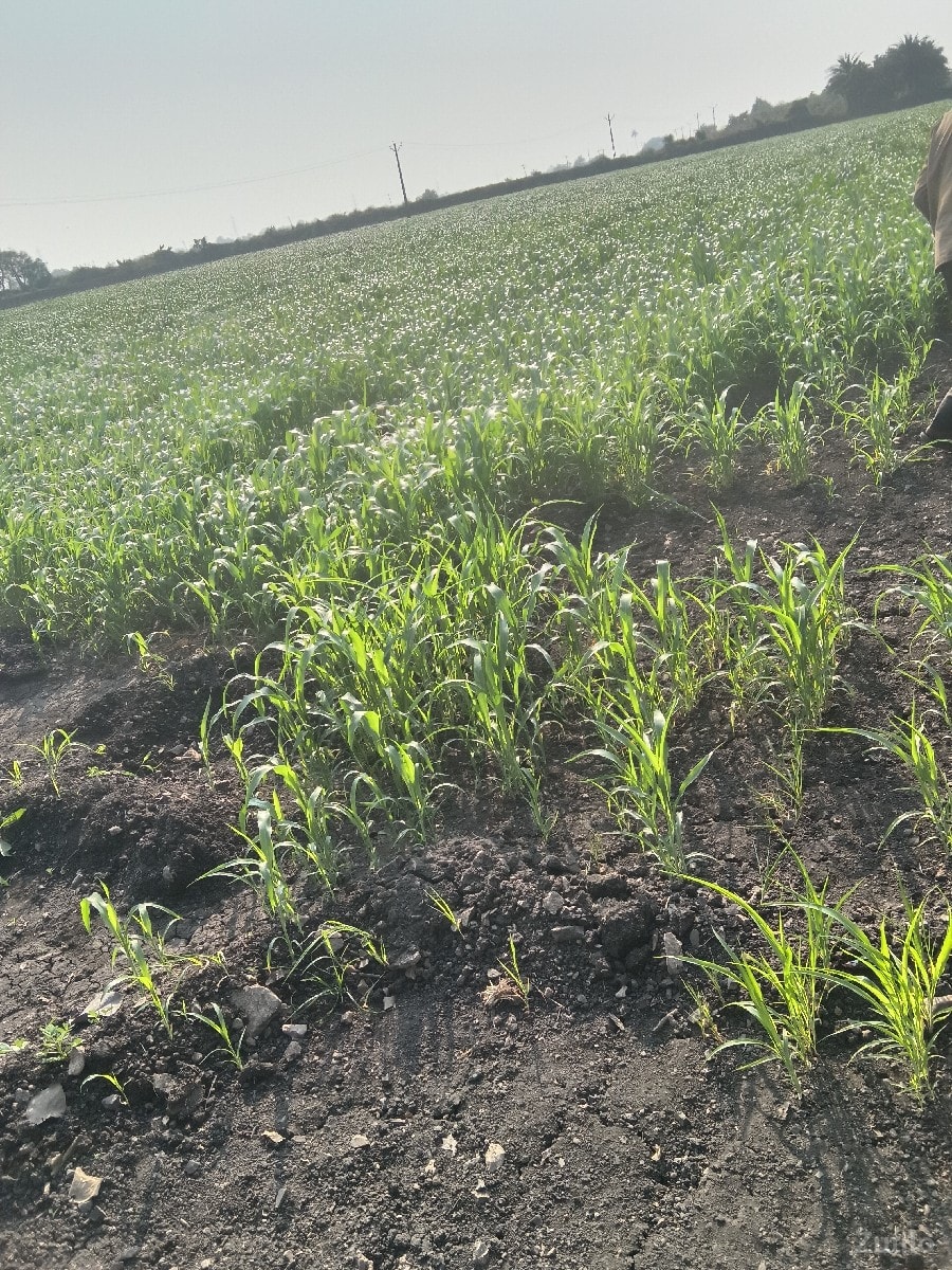 આ જમીન વેચવાની છે. - Land & Plots - Kutiyana - Image 2