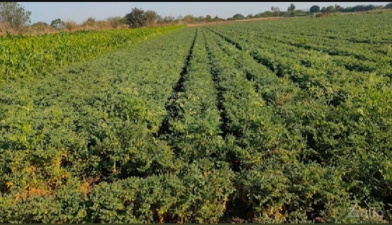 જમીન વેચવાના છે 6.74 વીઘા - Land & Plots - Jamkandorna - Image 2
