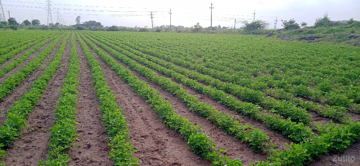 જમીન વેચવા ની છે - Land & Plots - Bhanvad - Image 3