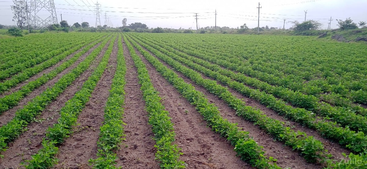 khetar - Land & Plots - Bhanvad - Image 2