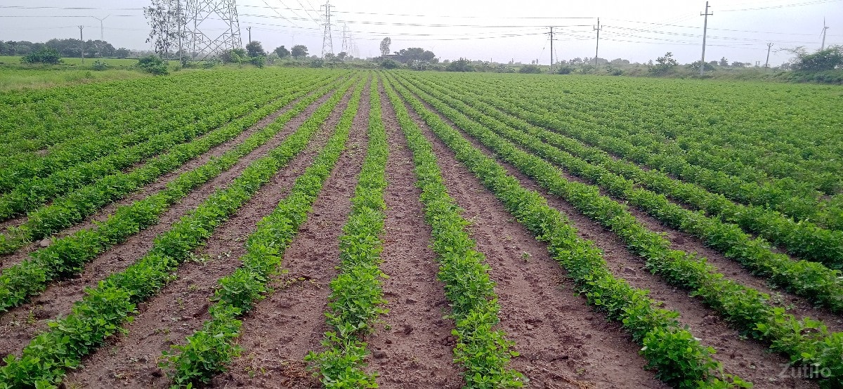 khetar - Land & Plots - Bhanvad - Image 3