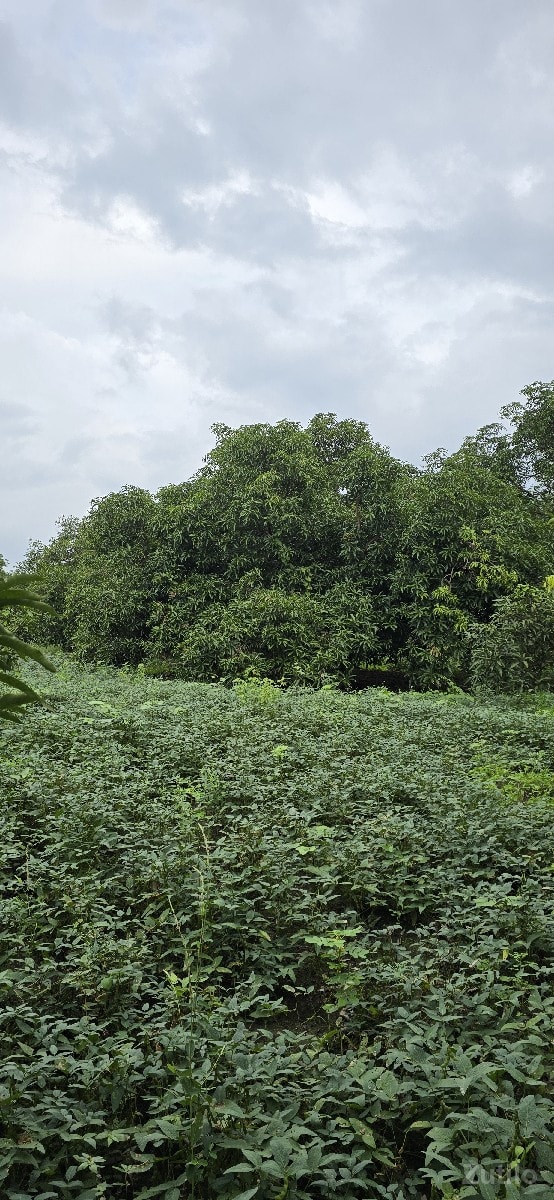 aakovadi thi rasulpar rod upar - Land & Plots - Kodinar - Image 3