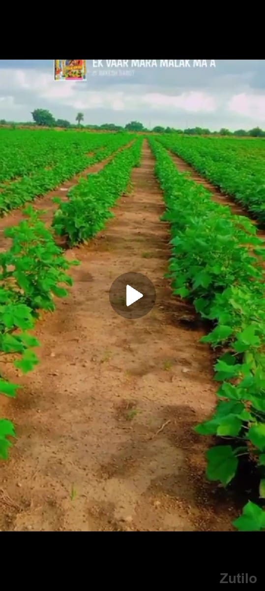 ઈલીયાસ ભાઈ ઘુઘા ૯૪૨૭૫૮૩૮૩૬ - Land & Plots - Jamjodhpur - Image 2