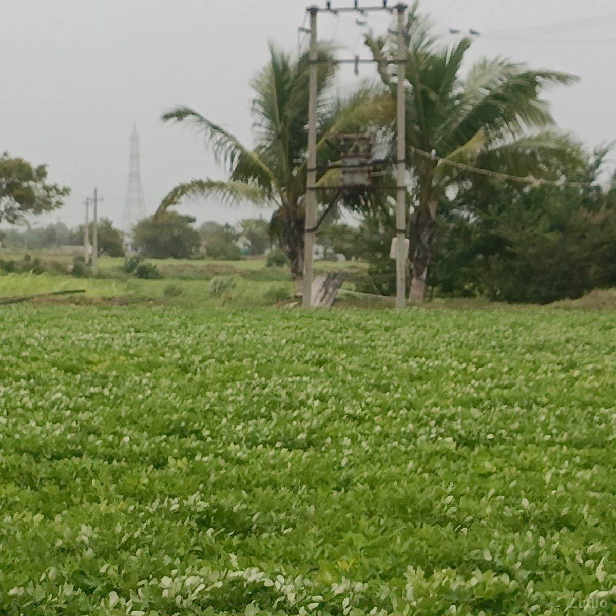 jamin vechavani se