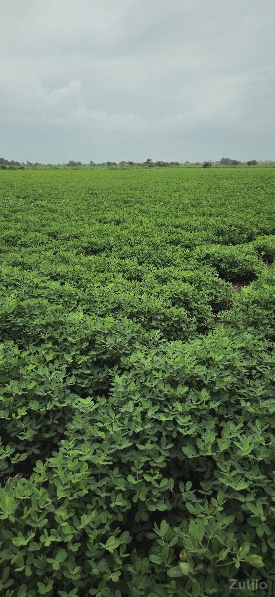 હોથીજી ખડબા. જમીન ફૂલ પાણી - Land & Plots - Jamjodhpur - Image 3
