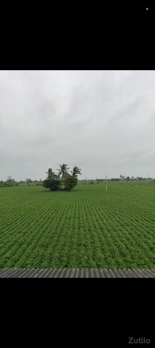 15 vigha 15 vigha