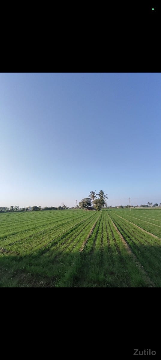 15 vigha - Land & Plots - Keshod - Image 2