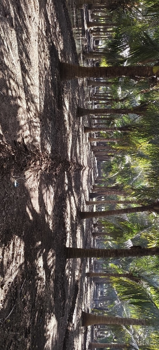 નારયેલી નો બગીચો આપવાનો છે. - Land & Plots - Una - Image 3