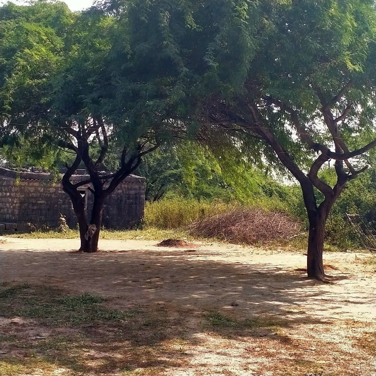 Koi Mara Bhai unhen koi lakadha no - Land & Plots - Kutiyana - Image 2