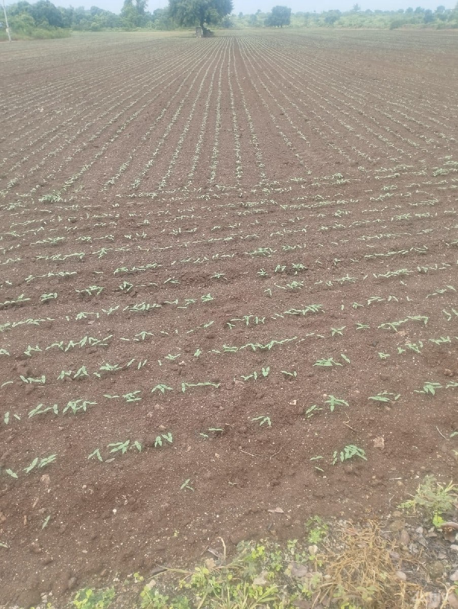 જમીન દેવાની - Land & Plots - Mendarda - Image 3
