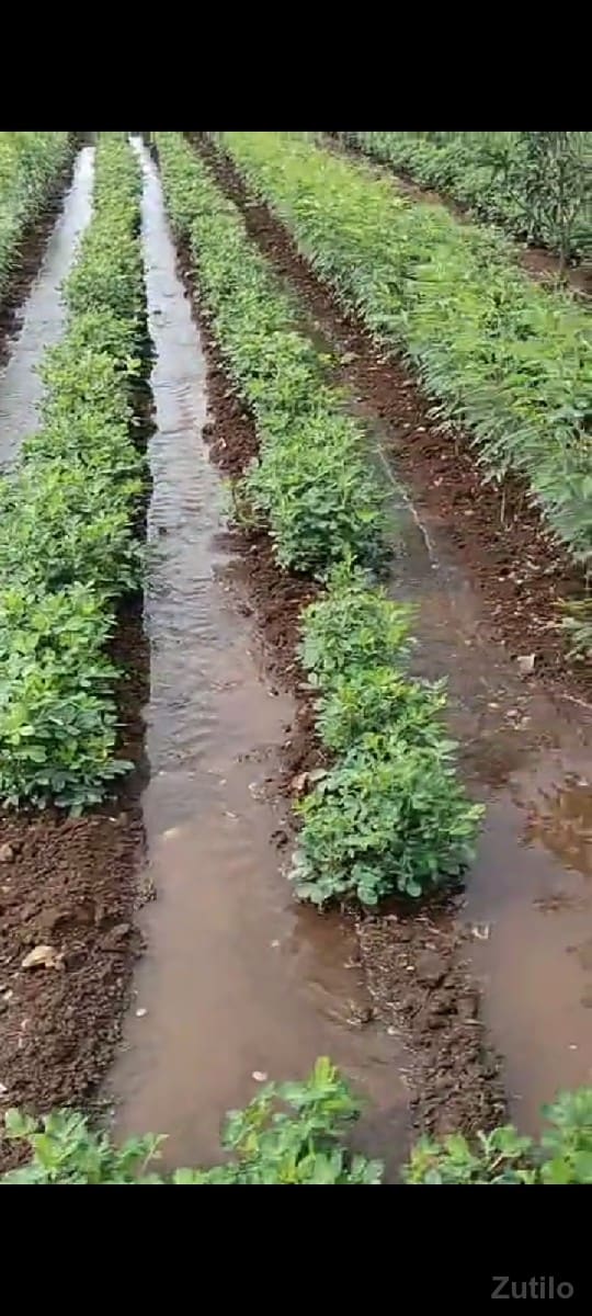 જમીન જમીન
