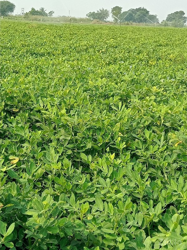 જમીન વેચવાની છે - જમીન અને પ્લોટ - માણાવદર - Image 2