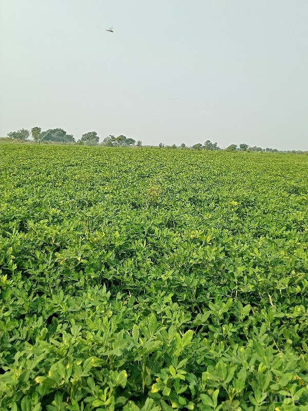 જમીન વેચવાની છે - જમીન અને પ્લોટ - માણાવદર - Image 3