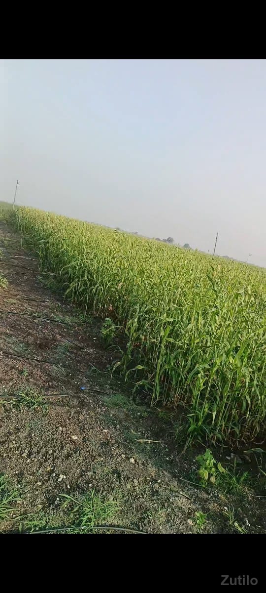 ખેતી ની જમીન વેચવાની છે - જમીન અને પ્લોટ - માણાવદર - Image 2
