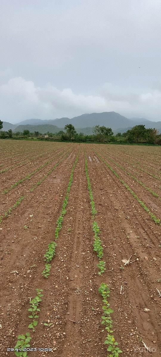 10 વીઘા જમીન વેચવા ની છે - Land & Plots - Bhanvad - Image 2