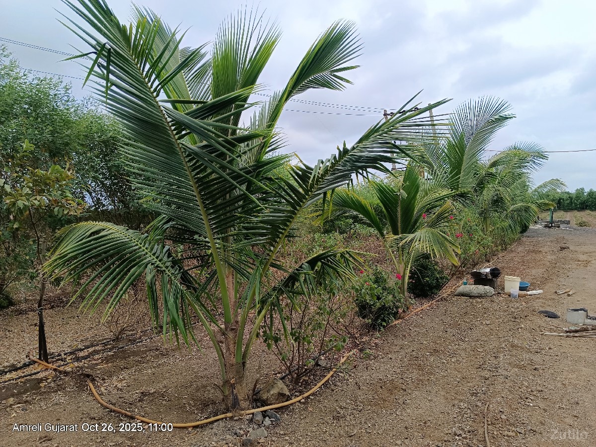 વેચવા - Land & Plots - Kunkavav - Image 2