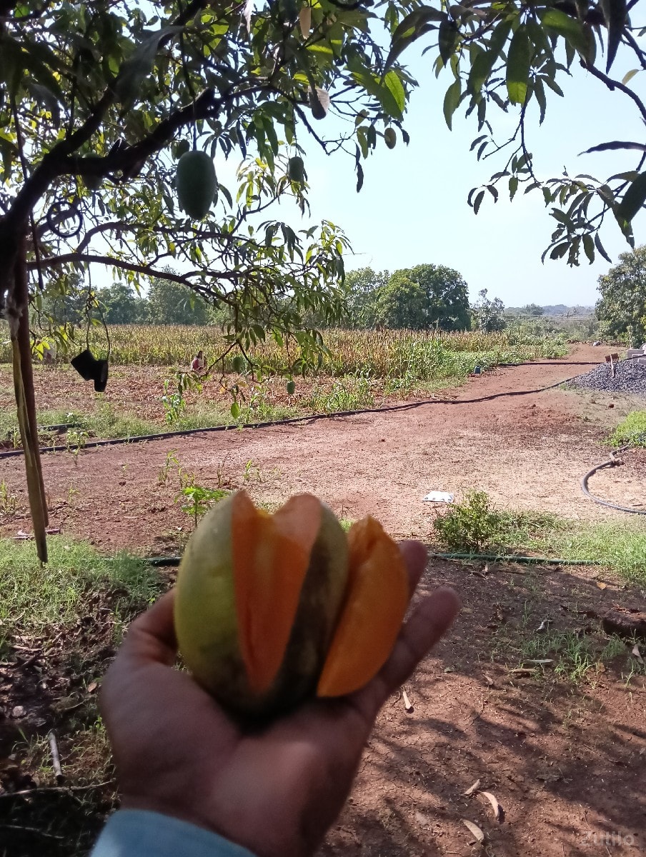 ખેતીની જમીન વેચવાની છે - Land & Plots - Somnath - Image 2