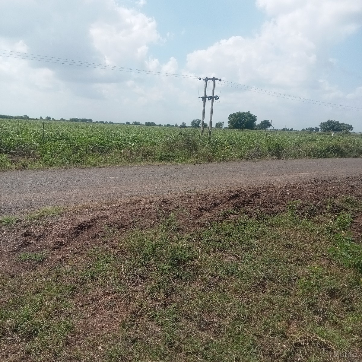 રોડ ટચ જમીન વેચવાની છે - Land & Plots - Dhari - Image 3