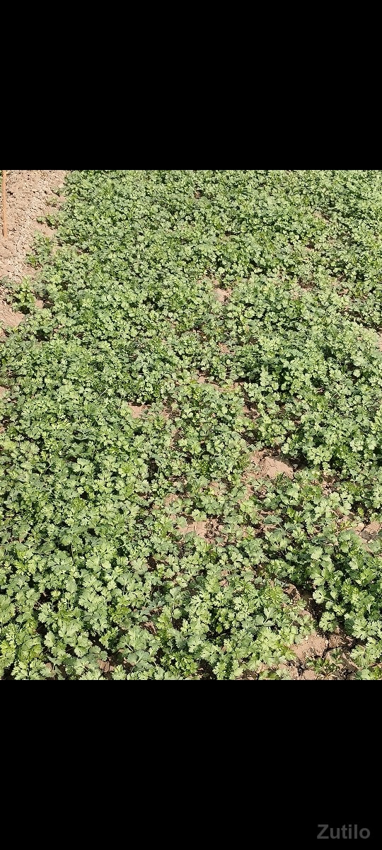 જમીન - Land & Plots - Dwarka - Image 2