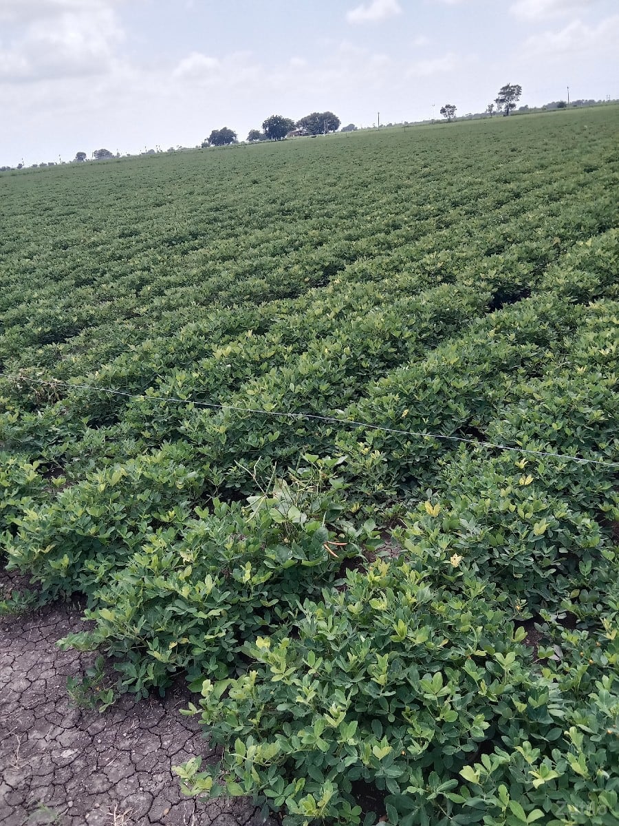 જમીન વેચવાની છે - Land & Plots - Manavadar - Image 2