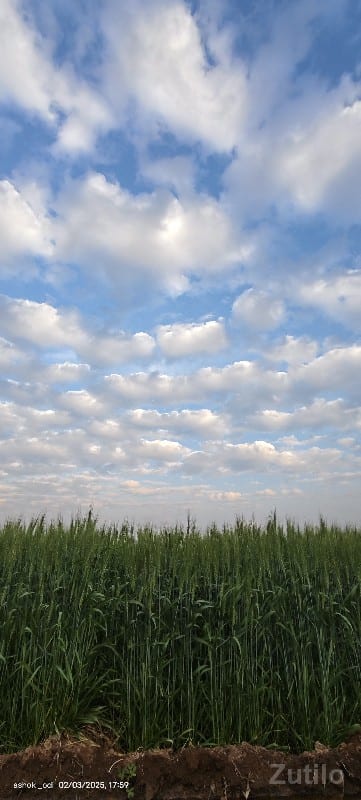 વાડી. . બગીસો થાય તેવી - Land & Plots - Ranavav - Image 2