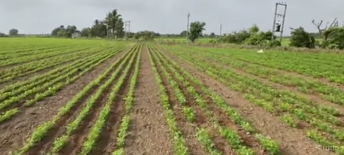 કેશોદ - Land & Plots - Keshod - Image 2