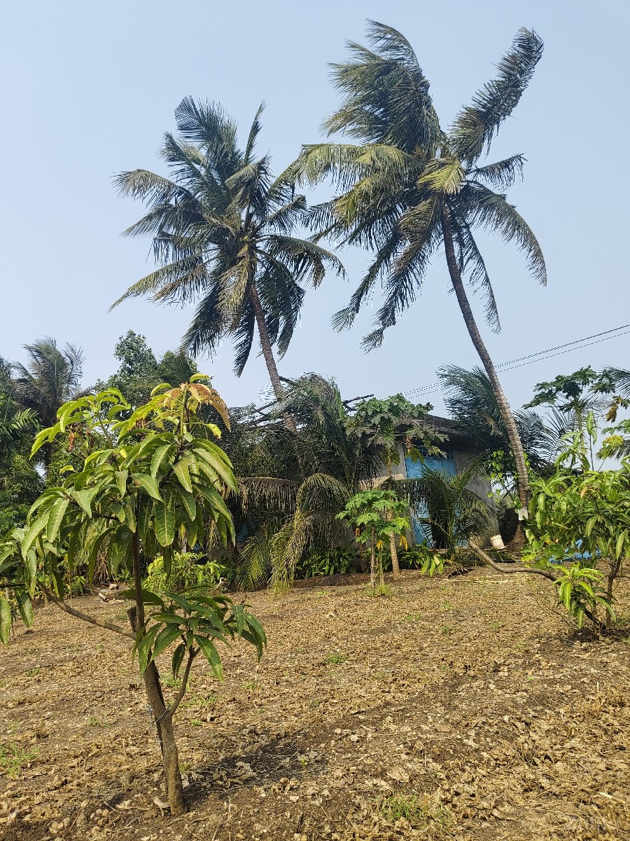 જમીન વેચવાની છે - Land & Plots - Mendarda - Image 2