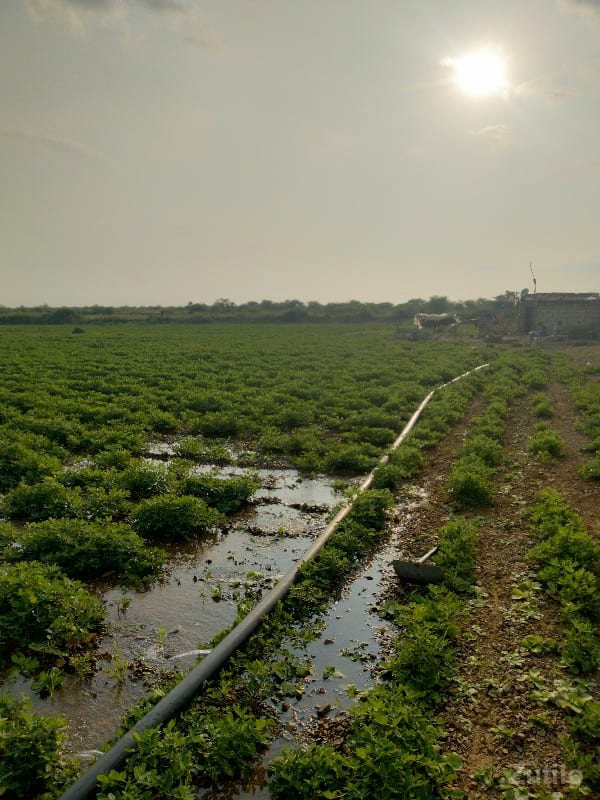 જમીન વેચવાની છે - Land & Plots - Kutiyana - Image 2