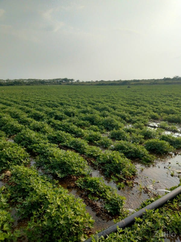 જમીન વેચવાની છે - Land & Plots - Kutiyana - Image 3