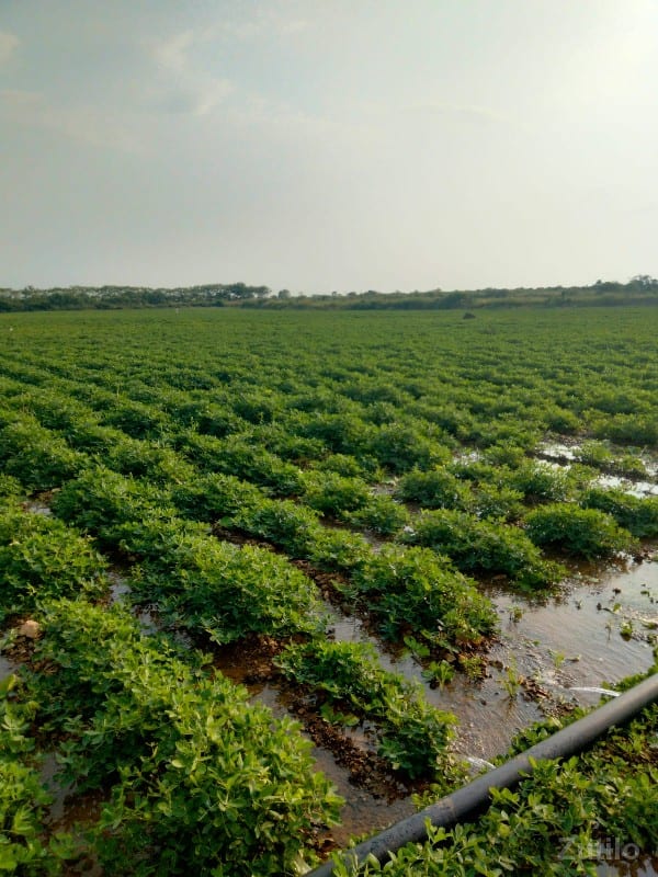 20 વિઘા જમીન છે - જમીન અને પ્લોટ - કુટિયાણા - Image 2